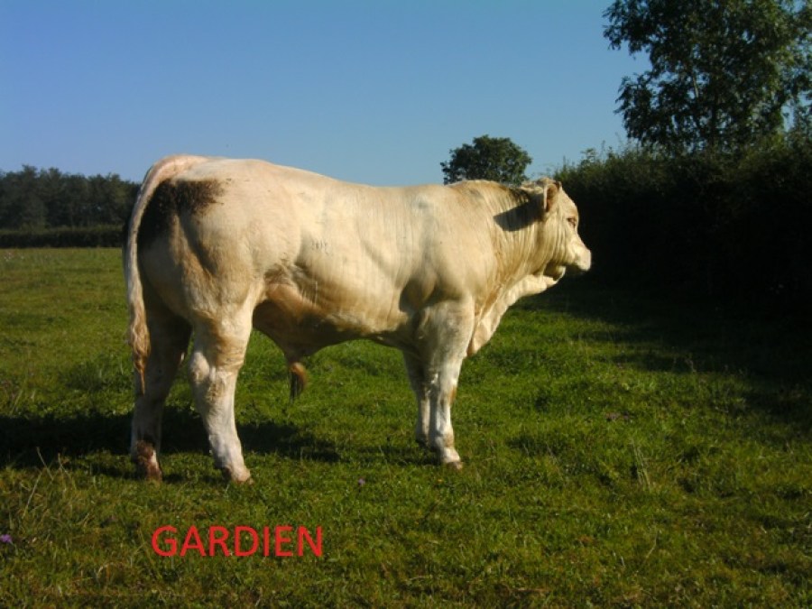 GARDIEN (2)9